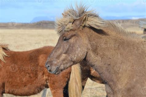Icelandic Horse with a Spikey Forelock 11996227 Stock Photo at Vecteezy