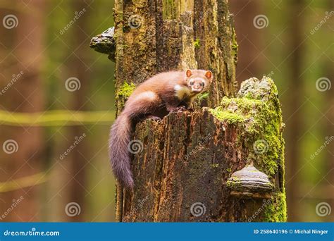 Female Beech Marten Martes Foina, Also Known As the Stone Marten the ...