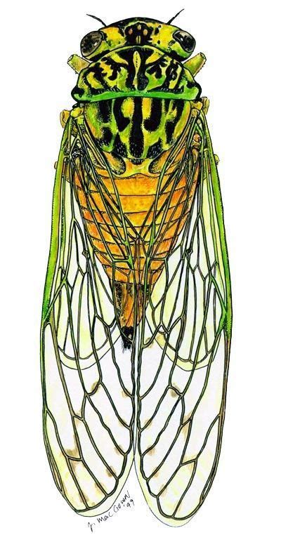 cicada drawing insect art insects cicada art