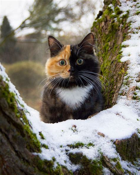 Meet Yana, The Two-Faced Kitty Whose Parents Ran Out Of Ink | Catlov