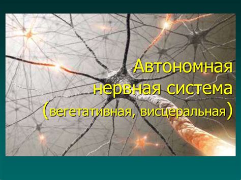 Автономная нервная система (вегетативная, висцеральная). Главные ...