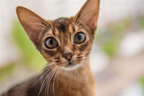Abisinio, ¿carácter, cuidados, azul?. Fotos y curiosidades | FeelCats