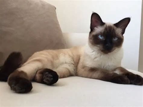 Все о котах и кошках ฅ(•ㅅ• )ฅ: Сиамский кот