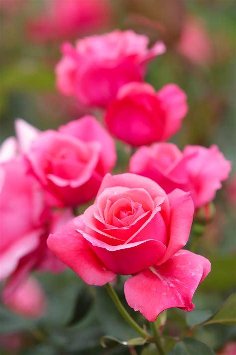 Rosa Flor Flores Bonitas - Foto gratuita no Pixabay