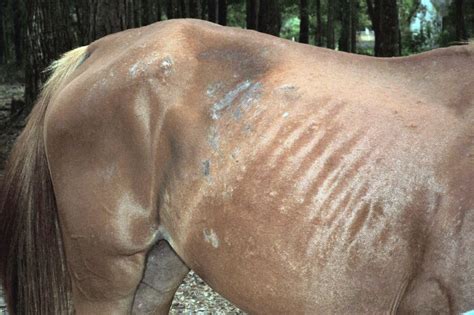 Skin: staphylococcal folliculitis 06 in Horses (Equis) | Vetlexicon