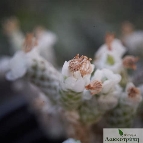Avonia papyracea – Cyprus Cactus