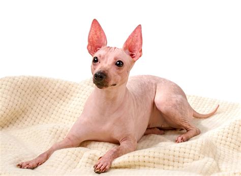 Hairless Dog Breeds | The Smart Dog Guide