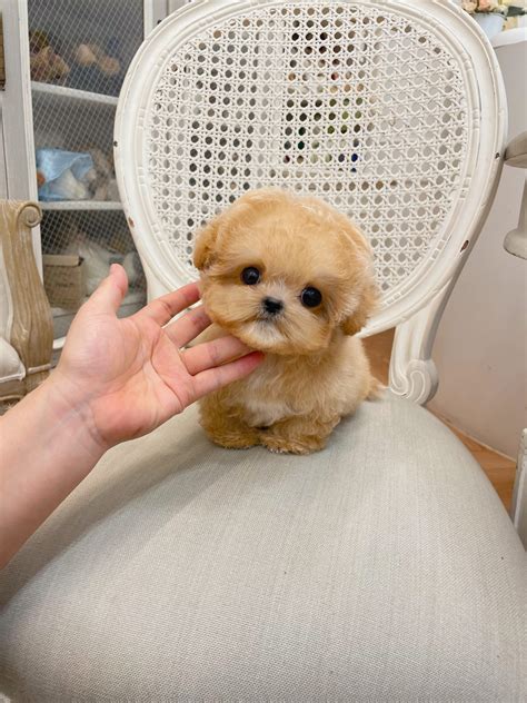 Maltipoo Teacup - Micropetkorea