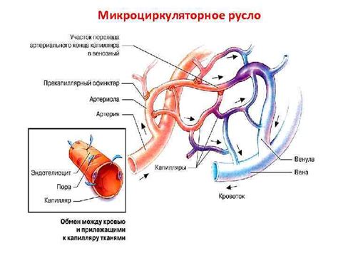 Сердечно-сосудистая система Круги кровообращения Большой круг ...