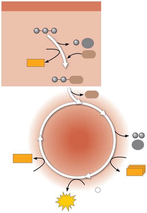 Citric Acid Cycle Diagram | Quizlet