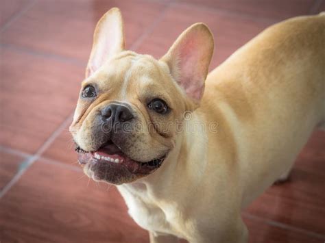 French bulldog stock photo. Image of stuck, play, sleep - 88512458