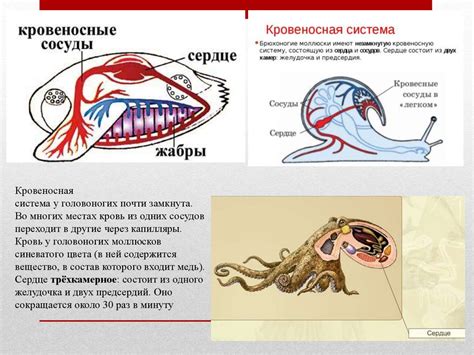 Тип Моллюски - презентация онлайн