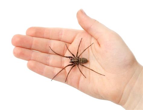 5,712 Spider Hand Stock Photos - Free & Royalty-Free Stock Photos from ...