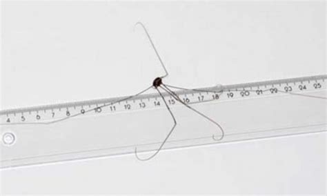 Who's the daddy? Scientists left baffled by find of cave-dwelling daddy ...