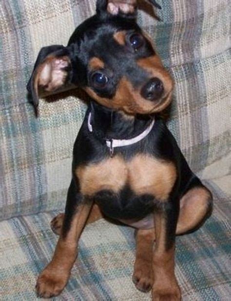 23+ Miniature Doberman Dachshund Mix - l2sanpiero