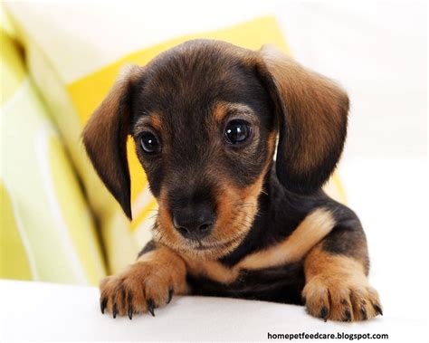 Home Pets: Choose A Dog Breed