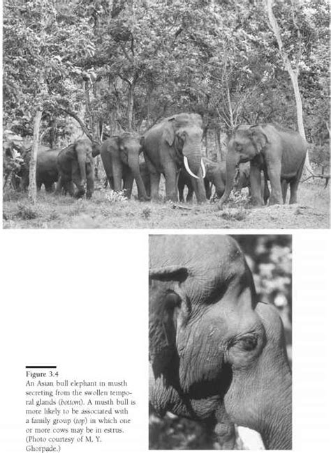 Behavioral characteristics of musth - Elephant Populations