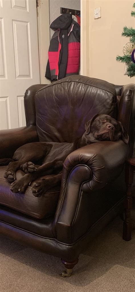 All brown everything : r/dogpictures