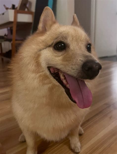 #schipperke on Tumblr