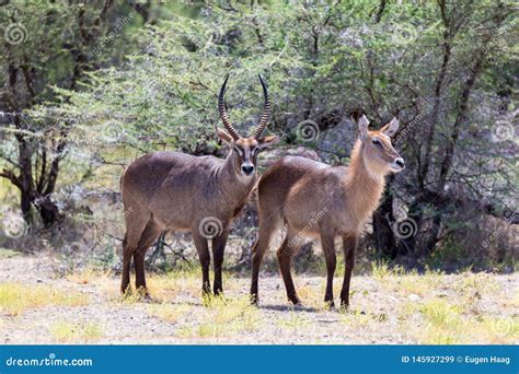 Antelope in the Middle of the Savannah of Kenya Stock Image - Image of ...