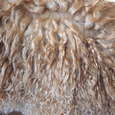 Dyed Goat Hair , Goat Hair on the Skin,natural Curls of Goats, for ...