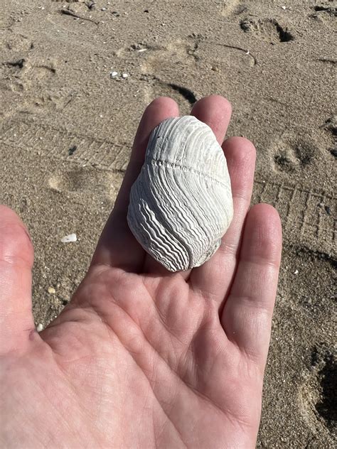 Can anyone ID this shell (or perhaps its part of one?) from the NJ