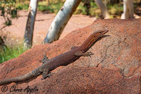 Some Australian Varanus pics - Field Herp Forum