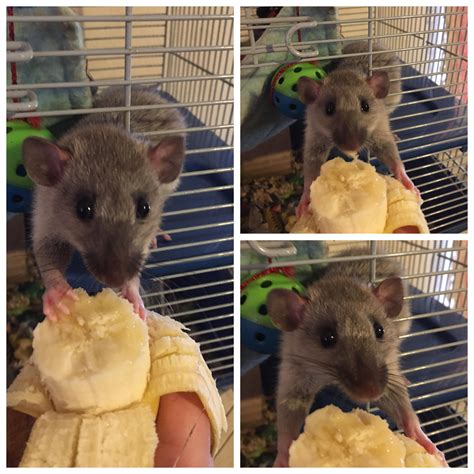 Snoot is ‘nanners bout bananas! : r/RATS