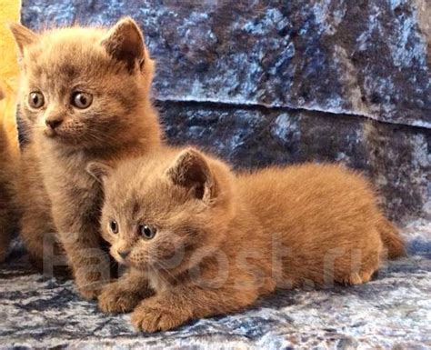 Британский котенок девочка - Кошки во Владивостоке