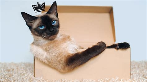 Your Cat’s Castle: 5 Great Ideas for a Room Your Cat Will Love