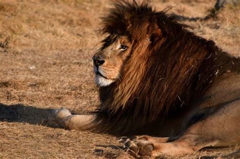 Lion Sanctuary - Somerby Safaris