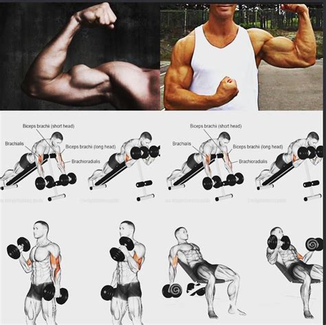 Autre conseil biceps | Biceps, Exercice avant bras, Entraînement biceps