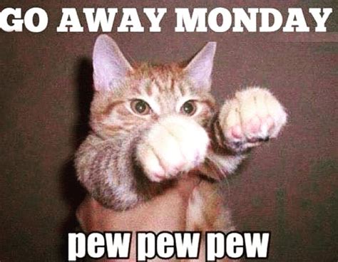 You should!! And fast!! #catmemes #catmemesdaily #weirdcats... - Cat ...