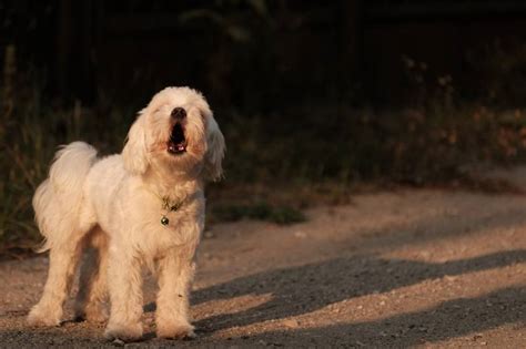 maltese bark  lot     stop  dogster