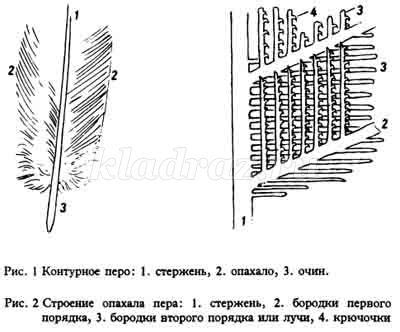 Конспект урока биологии, 7 класс. Внешнее строение птиц. Строение перьев