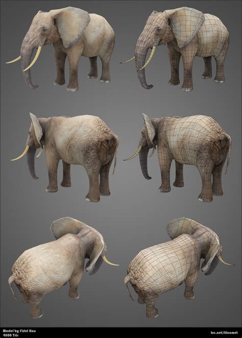 Elephant anatomy – Artofit