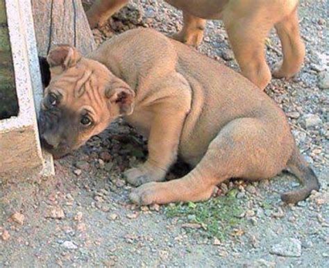 Perro Cimarron vs Moscow Water Dog - Breed Comparison