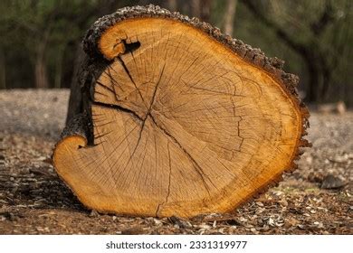 split log concentric circles etched stock photo  shutterstock