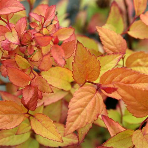 Spiraea japonica 'Firelight' | Yougardener