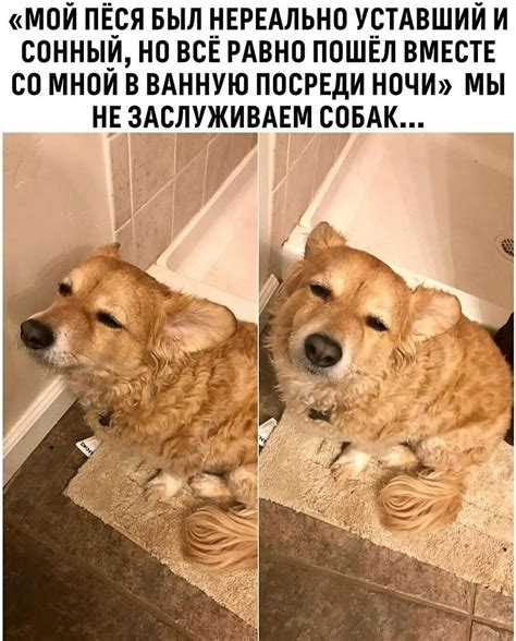 Настоящая преданность! | Собаки | Фотострана | Пост №2469135348