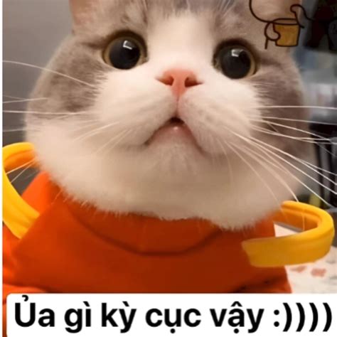 meme meo cute de thuong va hai huoc giup ban giai tri moi ngay