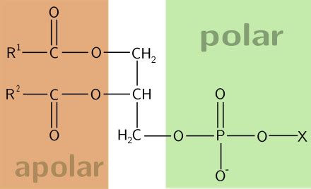 Fosfolipid – Wikipedie