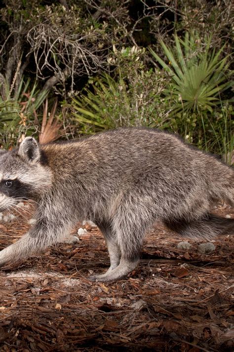 how to get rid of racoons 2