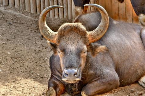 Close Up Shot of a Gaur · Free Stock Photo