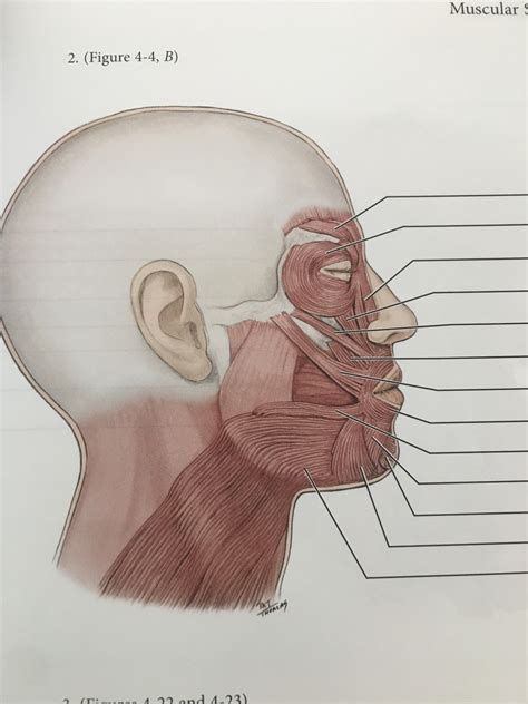 muscles of facial expression Diagram | Quizlet