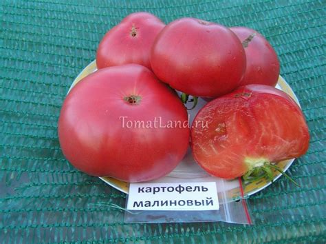 Томат Картофельный малиновый: ОТЗЫВЫ (10), фото, урожайность | tomatland.ru
