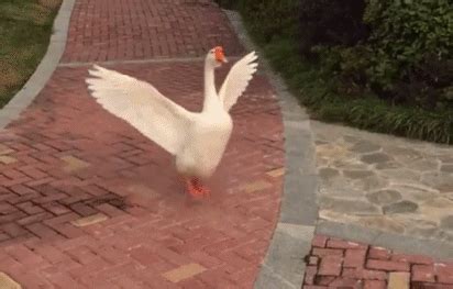 鹅走路gif,鹅走路晃来晃去的gif,大鹅走路动态图_大山谷图库
