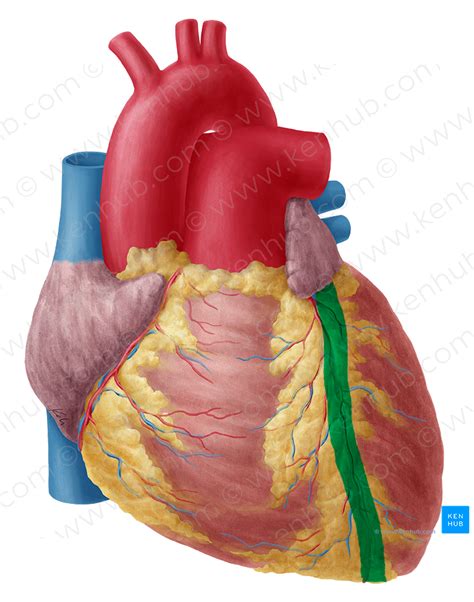 Anterior interventricular sulcus (#9269) – Kenhub Image License Store
