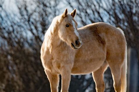 Dapple Palomino Horse Photos, Breeds, and Where to Buy - Helpful Horse ...