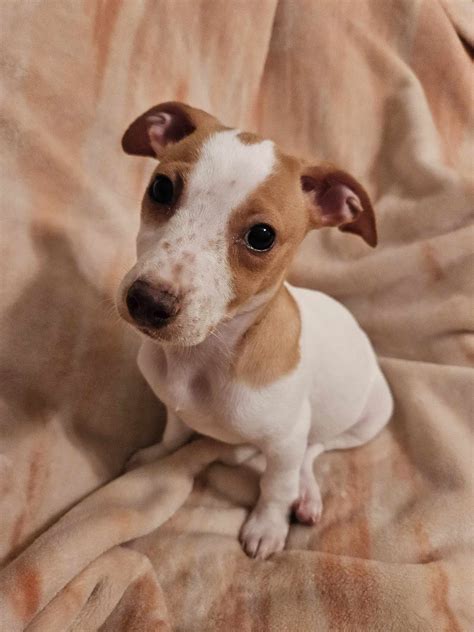 Dog for Adoption - Jack Russell Juniors - Mya, a Jack Russell Terrier in Columbus, OH | Alpha Paw
